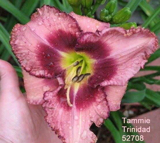 tammie trinidad